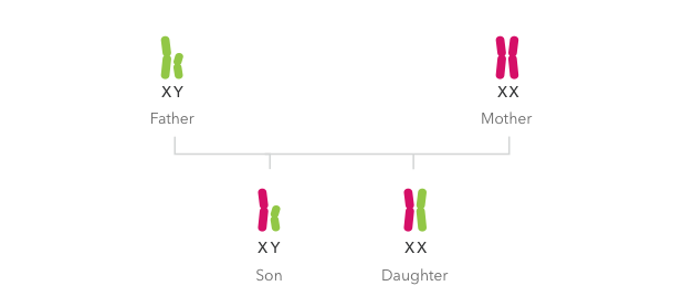 Chromosome pairs showing inheritance patterns of X chromosome DNA from parents to children